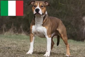Read more about the article Hodowcy i szczenięta American Staffordshire Terrier w Włochy