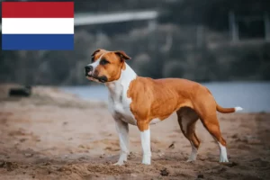 Read more about the article Hodowcy i szczenięta American Staffordshire Terrier w Holandia