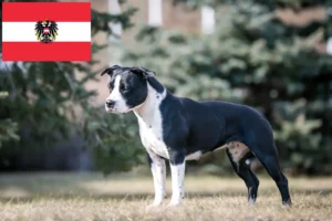 Read more about the article Hodowcy i szczenięta American Staffordshire Terrier w Austria