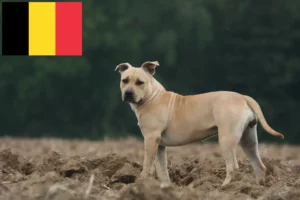 Read more about the article Hodowcy i szczenięta American Staffordshire Terrier w Belgia