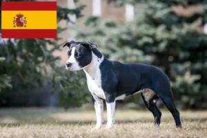 Read more about the article Hodowcy i szczenięta American Staffordshire Terrier w Hiszpania