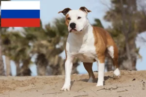 Read more about the article Hodowcy i szczenięta American Staffordshire Terrier w Rosja