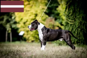 Read more about the article Hodowcy i szczenięta American Staffordshire Terrier w Łotwa