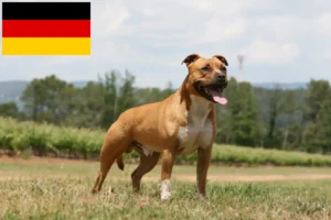 Read more about the article Hodowcy i szczenięta American Staffordshire Terrier w Niemcy