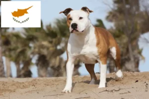 Read more about the article Hodowcy i szczenięta American Staffordshire Terrier w Cypr