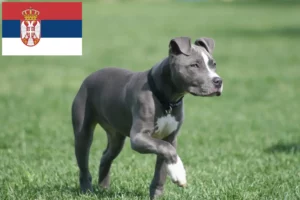 Read more about the article Hodowcy i szczenięta American Staffordshire Terrier w Serbia