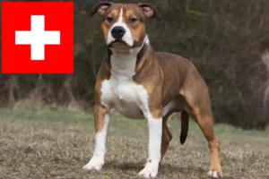 Read more about the article Hodowcy i szczenięta American Staffordshire Terrier w Szwajcaria