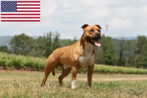 Read more about the article Hodowcy i szczenięta American Staffordshire Terrier w USA