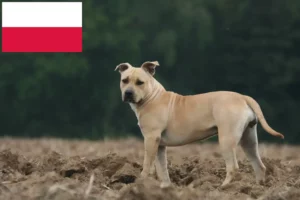 Read more about the article Hodowcy i szczenięta American Staffordshire Terrier w Polska
