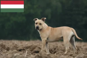 Read more about the article Hodowcy i szczenięta American Staffordshire Terrier w Węgry