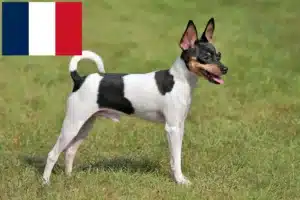 Read more about the article American Toy Terrier hodowcy i szczenięta w Francja