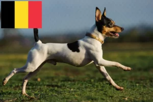 Read more about the article American Toy Terrier hodowcy i szczenięta w Belgia