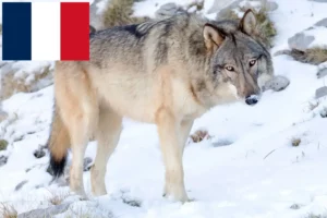Read more about the article Hodowcy i szczenięta American Wolfhound w Francja