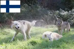 Read more about the article Hodowcy i szczenięta American Wolfhound w Finlandia
