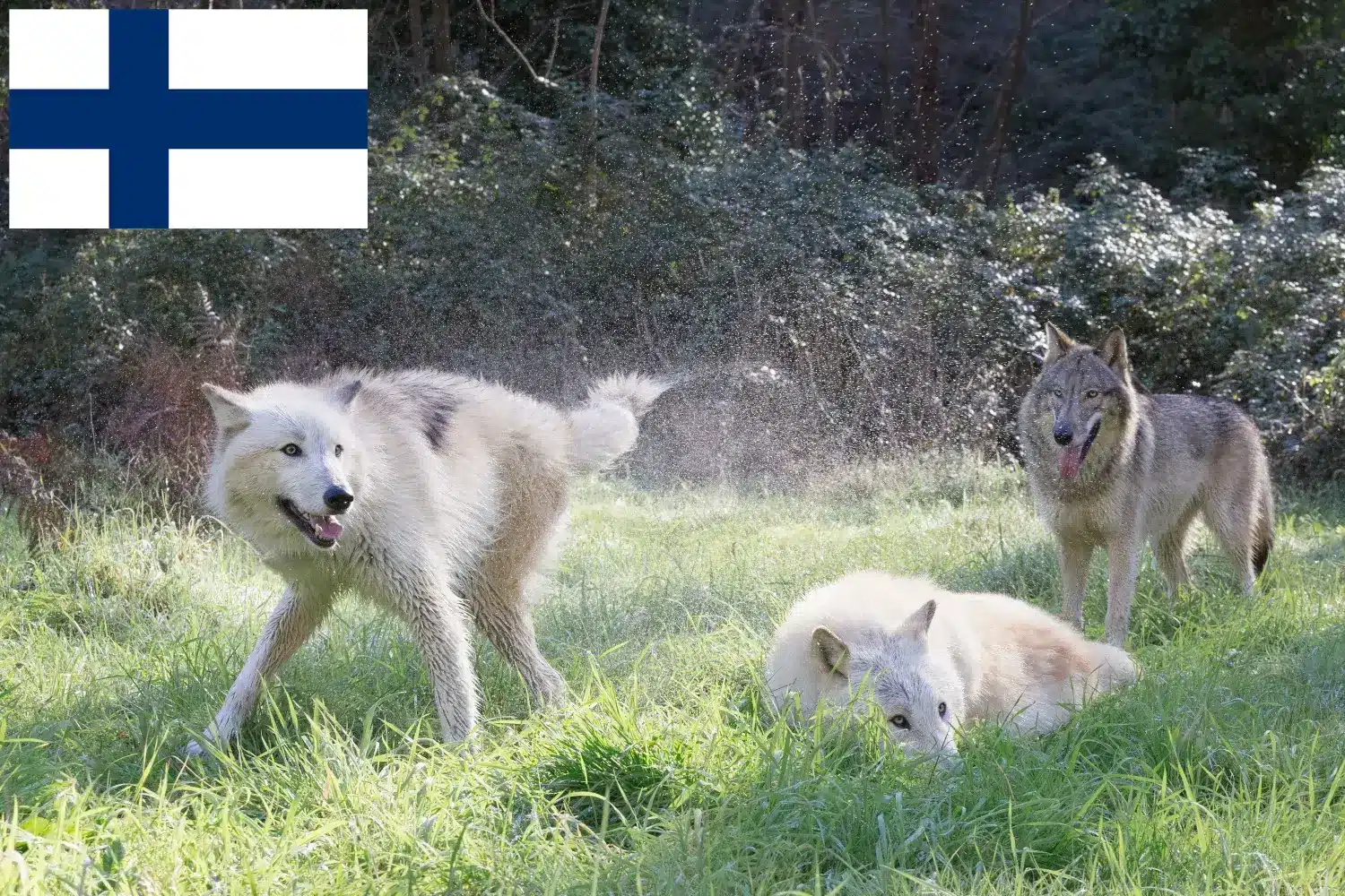 Wilczarz amerykański szczenięta i hodowcy Finlandia Znajdź tutaj hodowców rasy Wilczarz amerykański w Finlandia.