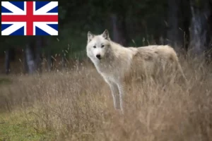 Read more about the article Hodowcy i szczenięta American Wolfhound w Wielka Brytania