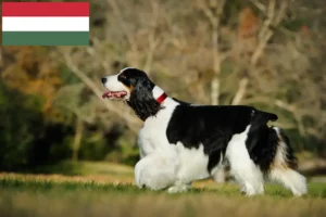 Read more about the article Springer spaniel angielski hodowcy i szczenięta w Węgry