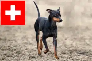 Read more about the article Hodowcy i szczenięta English Toy Terrier w Szwajcaria