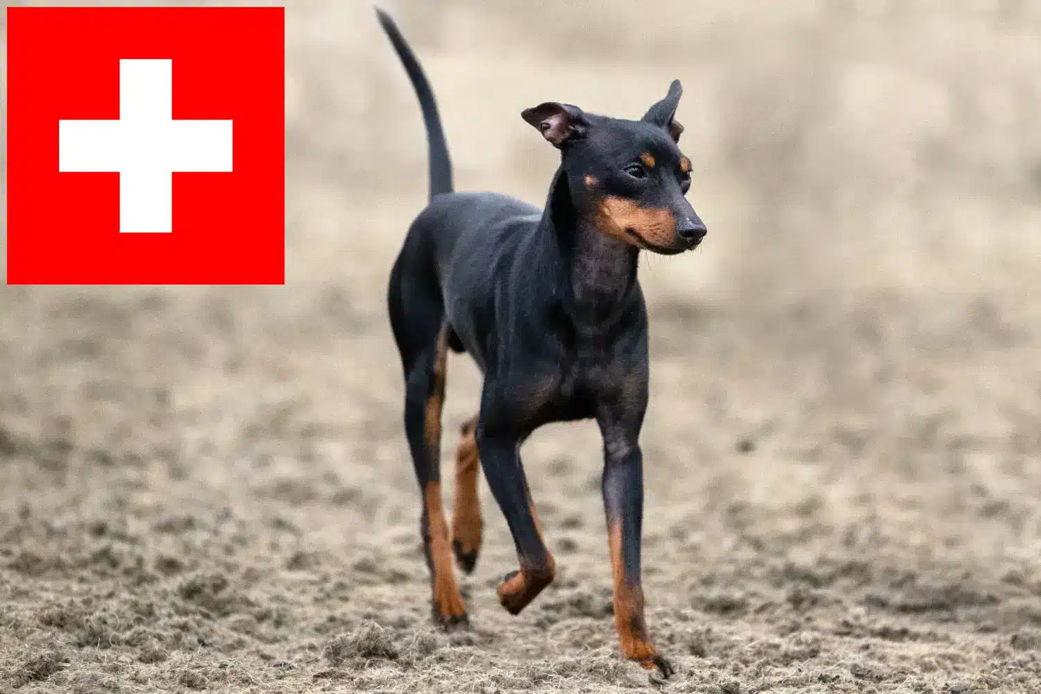 Read more about the article Hodowcy i szczenięta English Toy Terrier w Szwajcaria