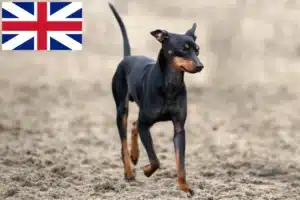 Read more about the article Hodowcy i szczenięta English Toy Terrier w Wielka Brytania