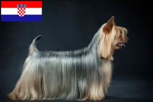 Read more about the article Australijski jedwabisty terier hodowcy i szczenięta w Chorwacja
