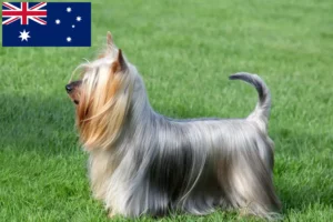 Read more about the article Australian Silky Terrier hodowcy i szczenięta w Australia