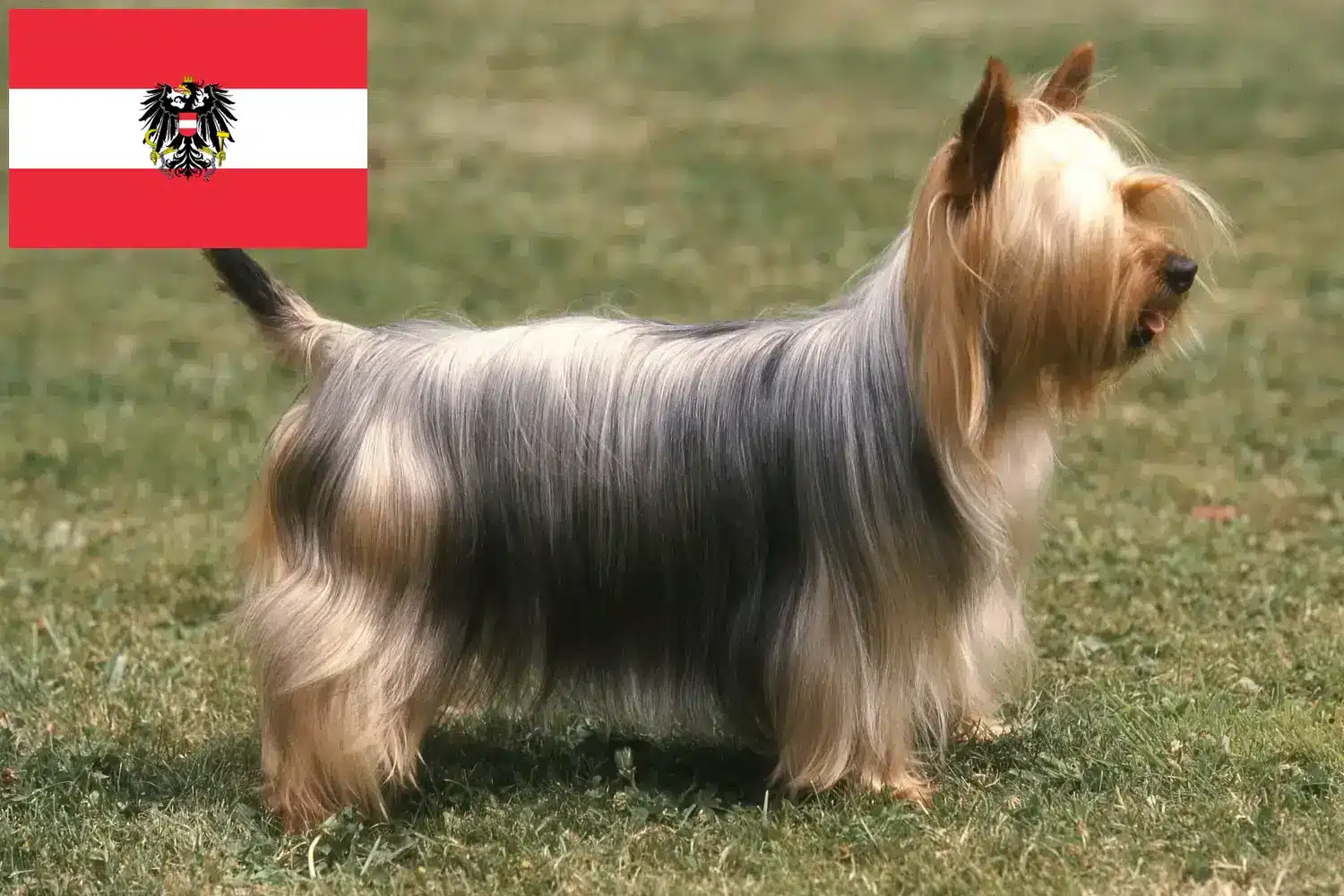 Read more about the article Australijski jedwabisty terier hodowcy i szczenięta w Austria