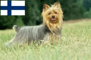 Read more about the article Australijski jedwabisty terier hodowcy i szczenięta w Finlandia