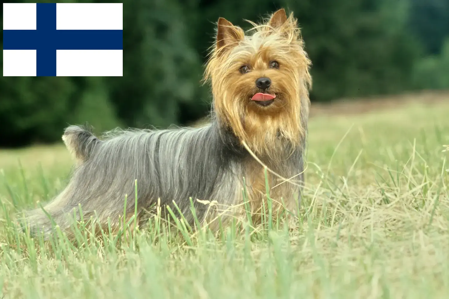 Australijski jedwabisty terier szczenięta i hodowcy Finlandia Znajdź tutaj hodowców rasy Australijski jedwabisty terier w Finlandia.