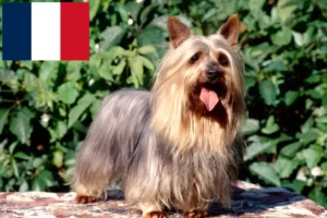 Read more about the article Australijski jedwabisty terier hodowcy i szczenięta w Francja