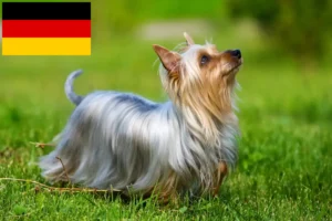 Read more about the article Hodowcy australijskich jedwabistych terierów i szczenięta w Niemcy