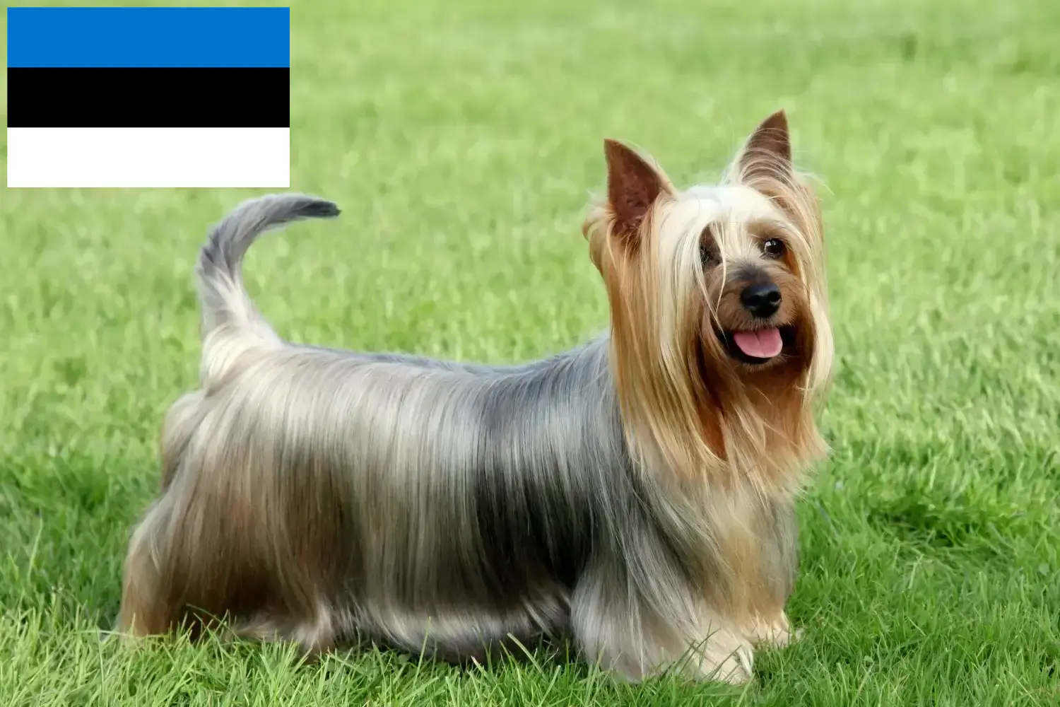 Australijski jedwabisty terier szczenięta i hodowcy Estonia Znajdź hodowców australijskich jedwabistych terierów w Estonia.