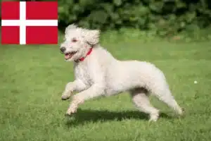 Read more about the article Australijskie labradoodle hodowcy i szczenięta w Dania