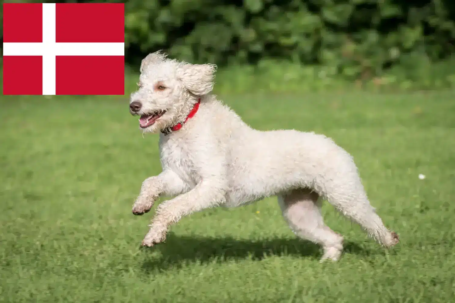 Read more about the article Australijskie labradoodle hodowcy i szczenięta w Dania