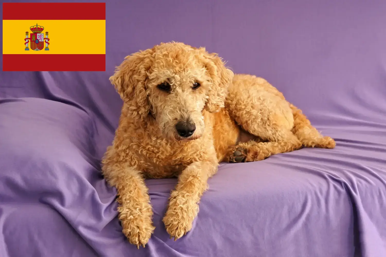 Read more about the article Hodowcy i szczenięta Australijski labradoodle w Hiszpania