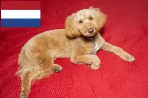 Read more about the article Hodowcy i szczenięta Australijski labradoodle w Holandia