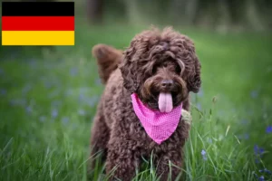 Read more about the article Australijskie labradoodle hodowcy i szczenięta w Niemcy