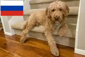 Read more about the article Australijskie labradoodle hodowcy i szczenięta w Rosja