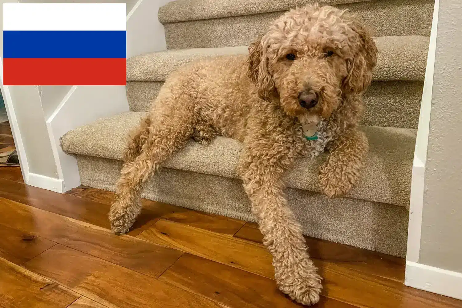 Australijskie labradoodle szczenięta i hodowcy Rosja Znajdź tutaj hodowców rasy Australijski labradoodle w Rosja.