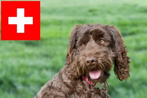 Read more about the article Australijskie labradoodle hodowcy i szczenięta w Szwajcaria