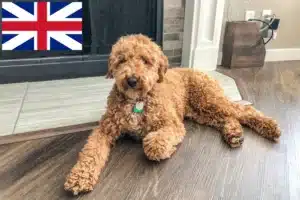 Read more about the article Australijskie labradoodle hodowcy i szczenięta w Wielka Brytania