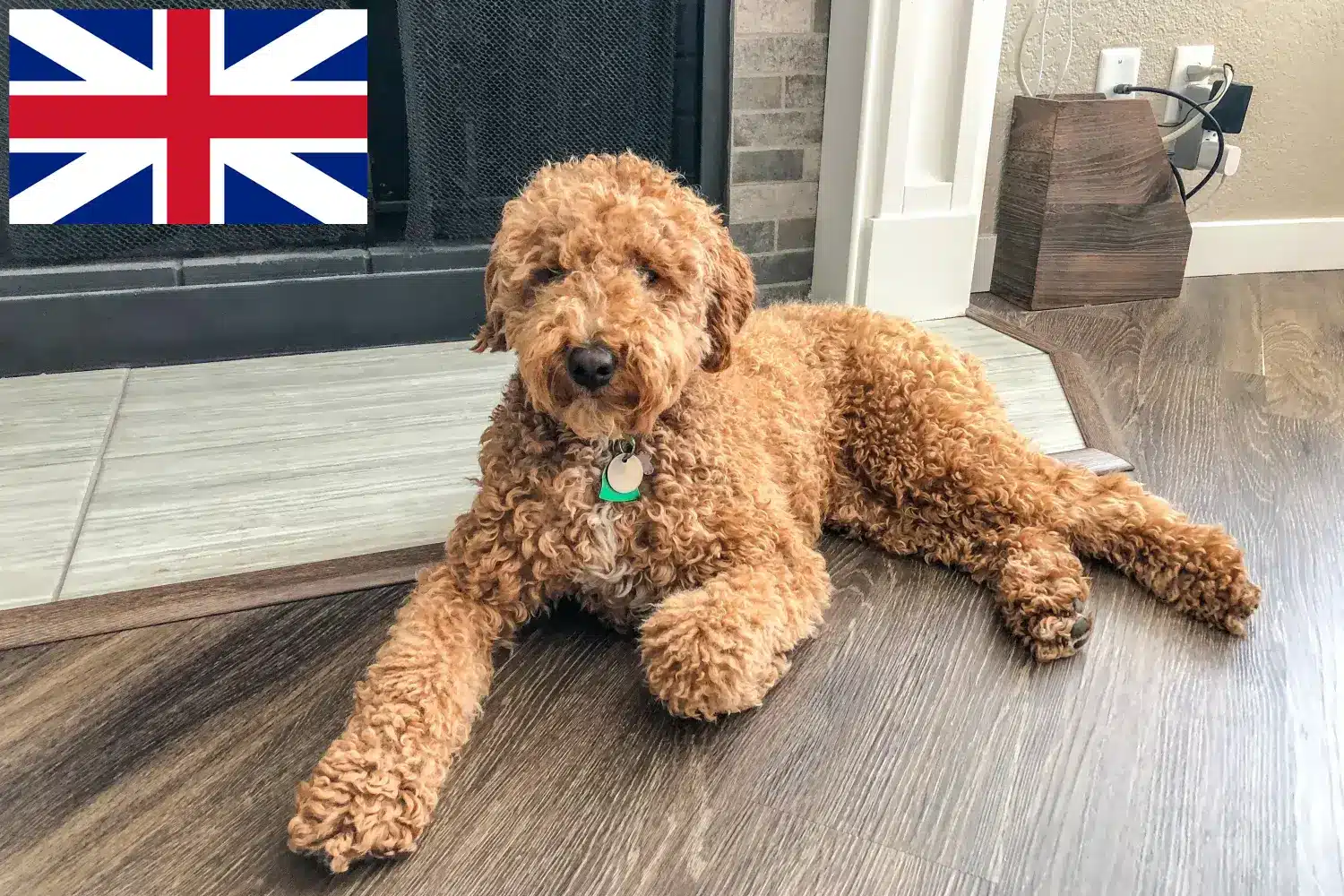 Read more about the article Australijskie labradoodle hodowcy i szczenięta w Wielka Brytania