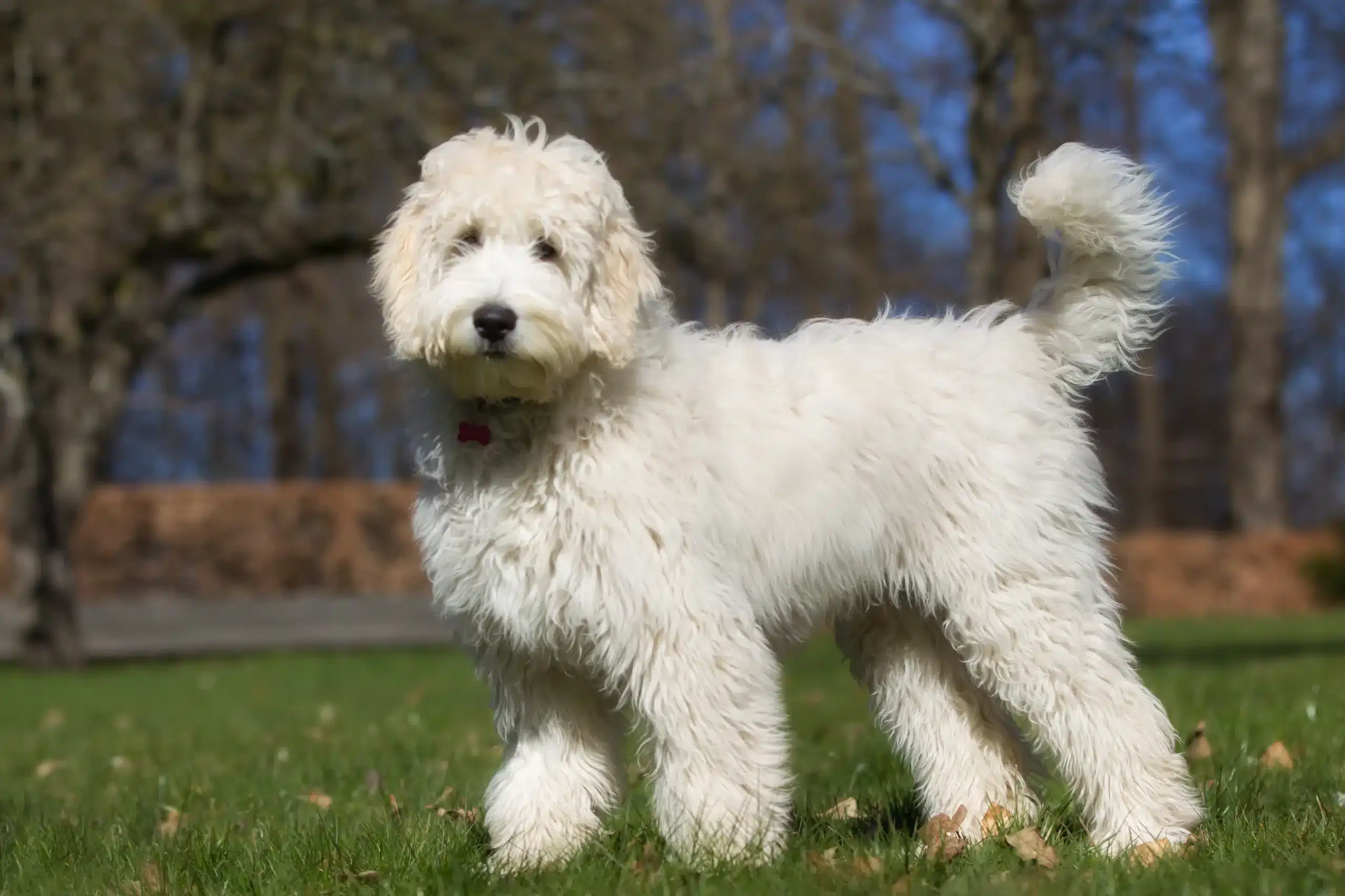 Read more about the article Hodowca australijskich labradoodli