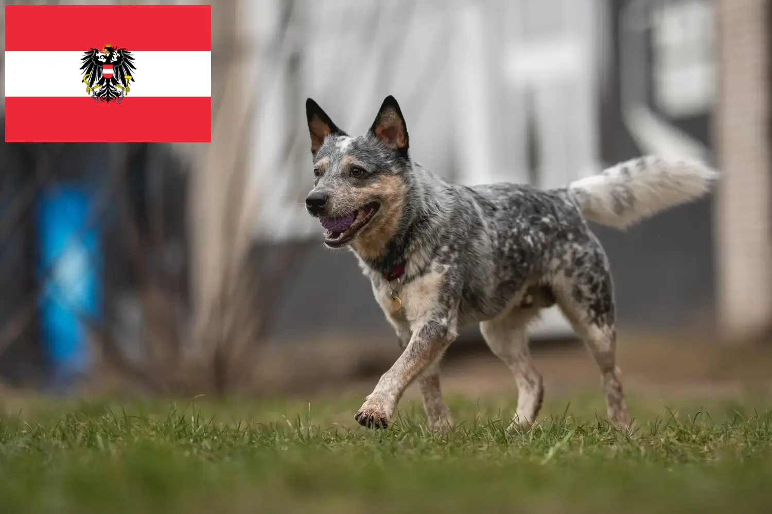 Australian Cattle Dog szczenięta i hodowcy Austria Tutaj znajdziesz hodowców Australian Cattle Dogs w Austria.