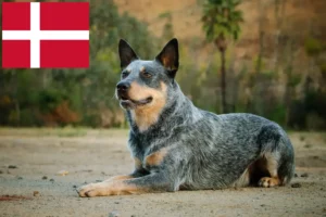 Read more about the article Hodowcy australijskich psów pasterskich i szczenięta w Dania