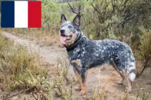 Read more about the article Hodowcy australijskich psów pasterskich i szczenięta w Francja