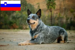 Read more about the article Hodowcy australijskich psów pasterskich i szczenięta w Słowenia