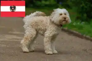Read more about the article Australijskie labradoodle hodowcy i szczenięta w Austria