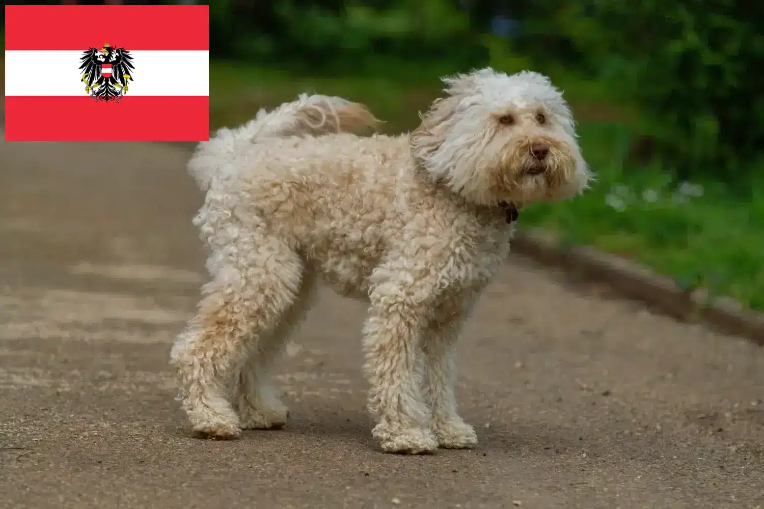 Read more about the article Australijskie labradoodle hodowcy i szczenięta w Austria