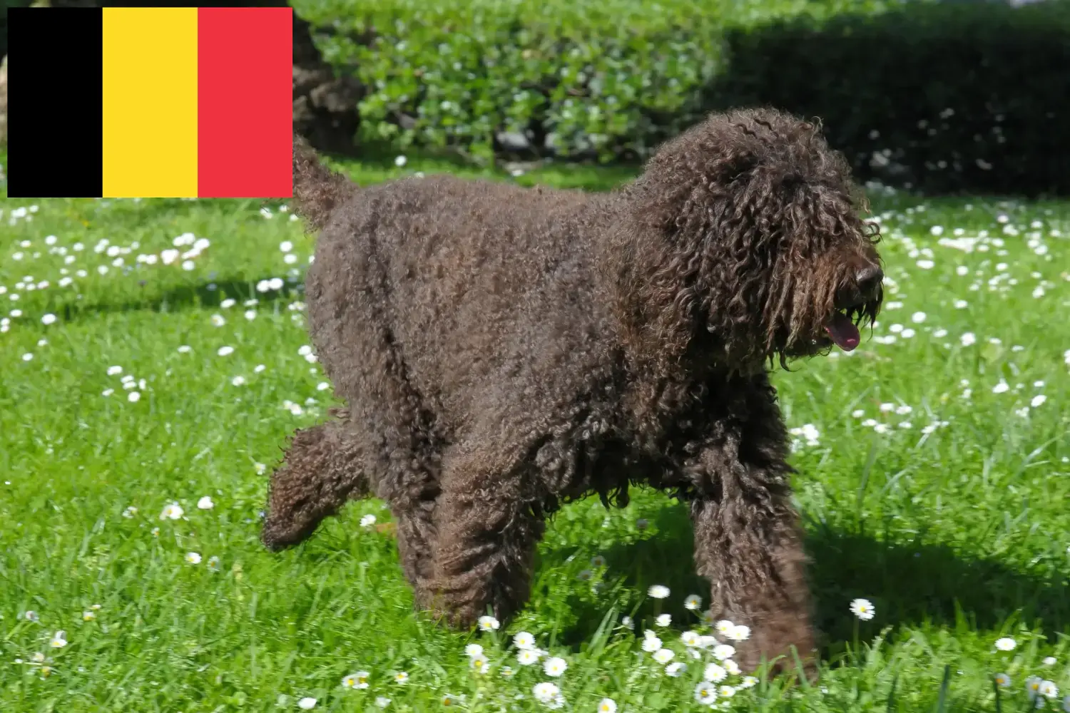 Barbet szczenięta i hodowcy Belgia Tutaj znajdziesz hodowców rasy Barbet w Belgia.